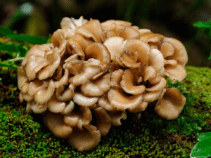 Maitake
