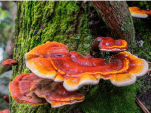 Reishi