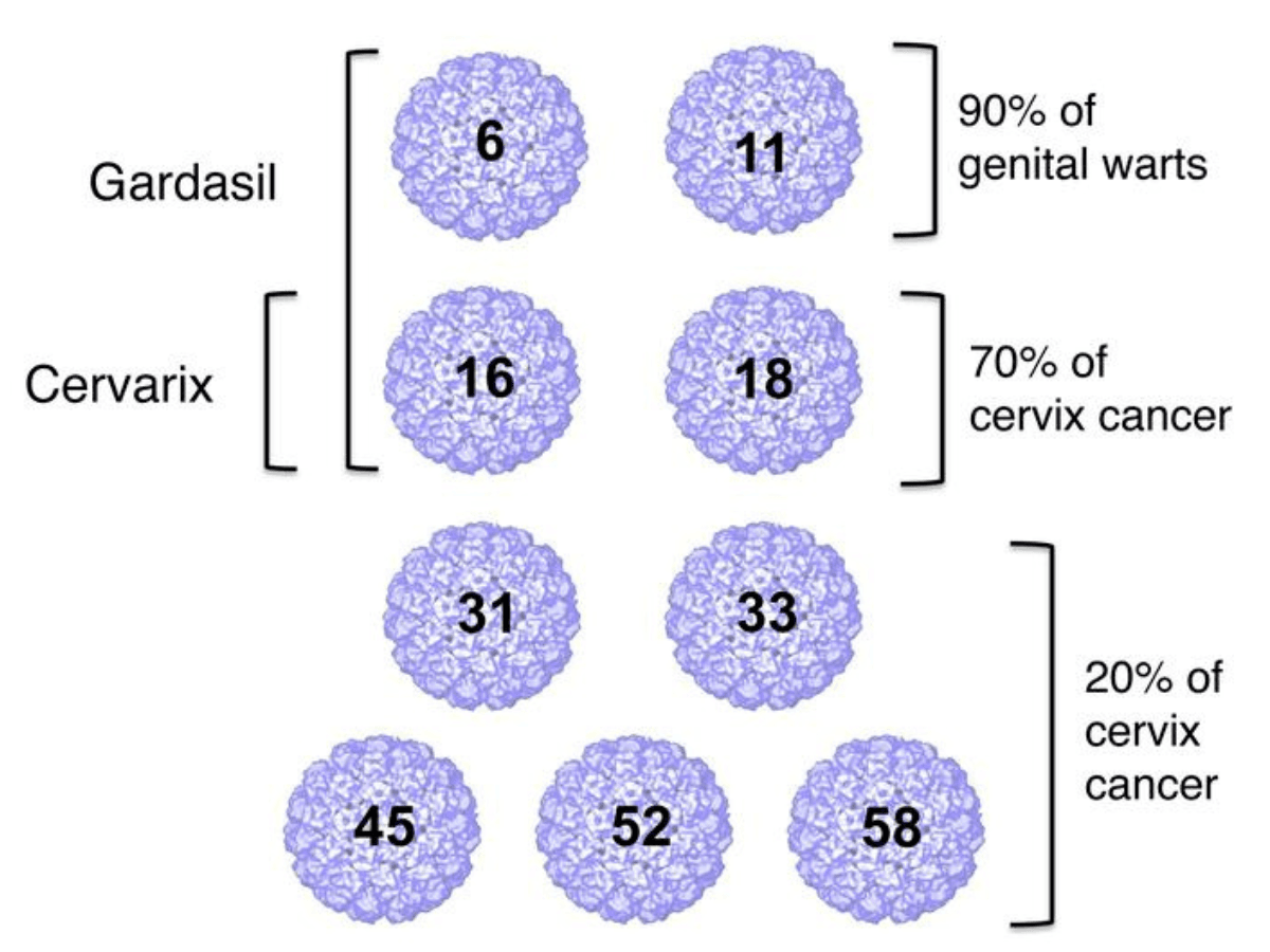 Virus VPH alto riesgo