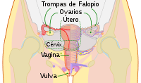 Cuello uterino y cérvix