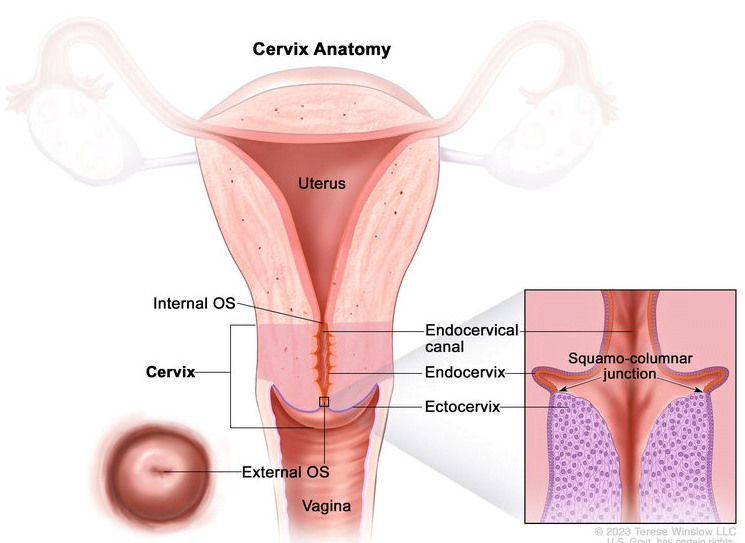 Anatomía del cérvix