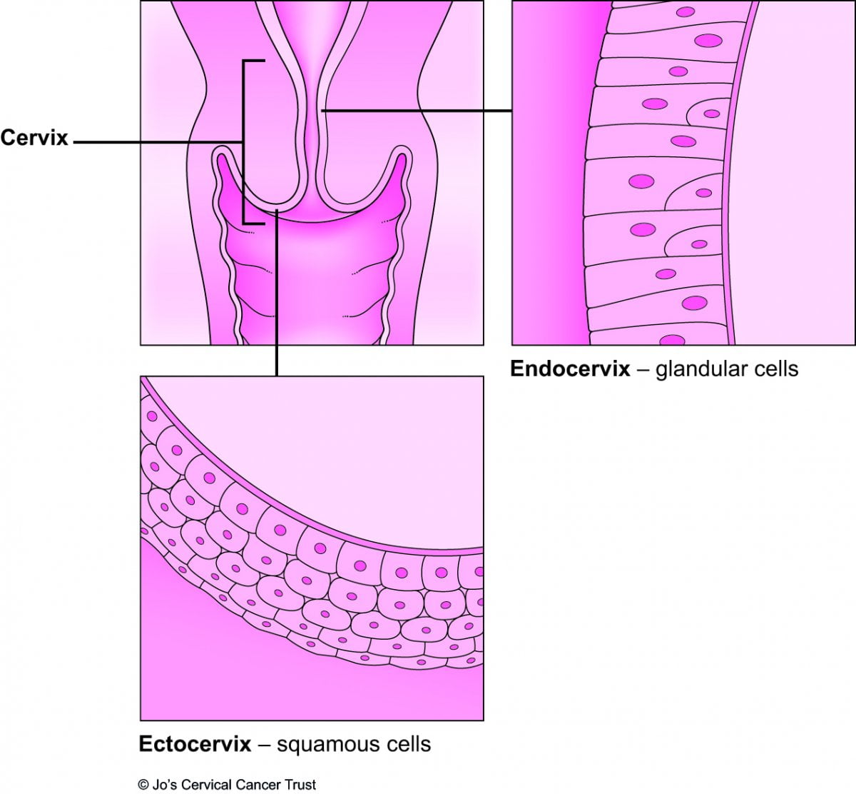 Células cérvix