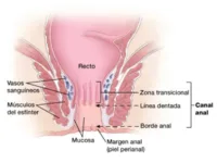 Anatomía ano